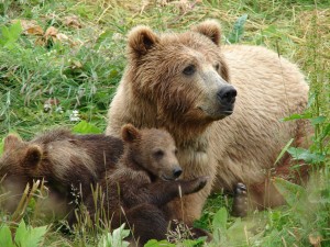 mama_bear_with_cubsx